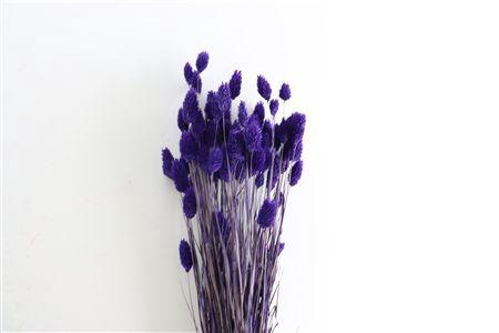 <h4>Dried Phalaris X5 Purple Bunch</h4>