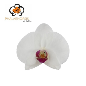 Phalaenopsis Red Lip  Doos