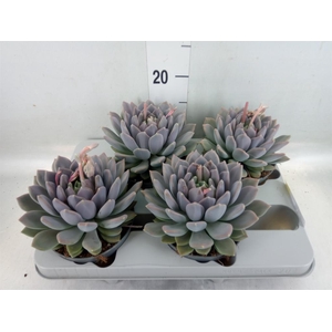 Pachyphytum  'Draco'