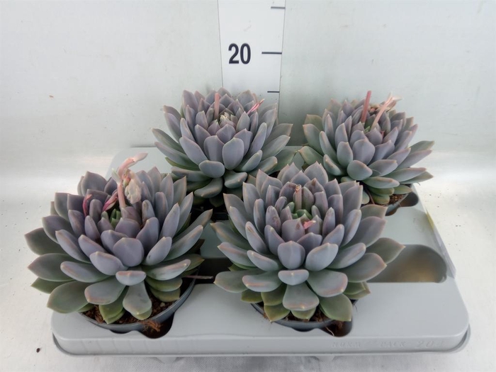 <h4>Pachyphytum  'Draco'</h4>