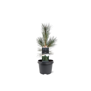 Pinus flexilis 'Vanderwolf's Pyramid'