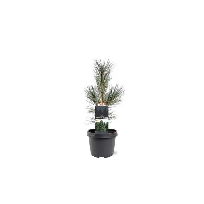 <h4>Pinus flexilis 'Vanderwolf's Pyramid'</h4>