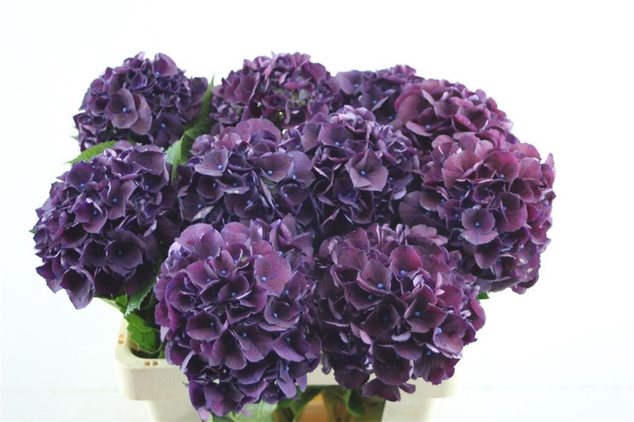 <h4>Hydr M Royal King 60-18</h4>