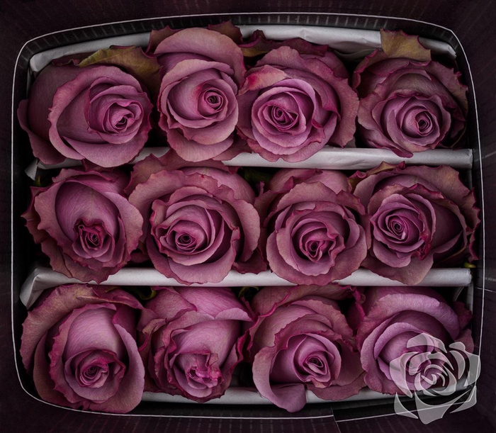 <h4>R GR GOVINDA EQ</h4>