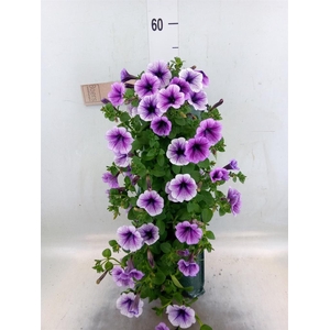 Perkplanten   ...sorted   [Bedding]