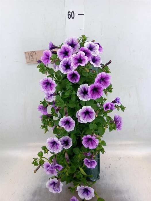 <h4>Perkplanten   ...sorted   [Bedding]</h4>