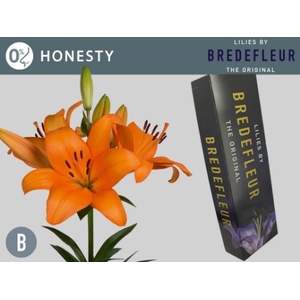 LI LA HONESTY QUALITY BOX.