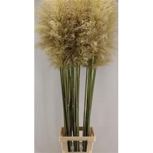 CORTADERIA  SILVER MOUNT 150 -VERS-