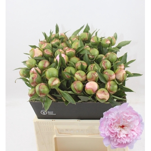 PAEONIA ALERTIE