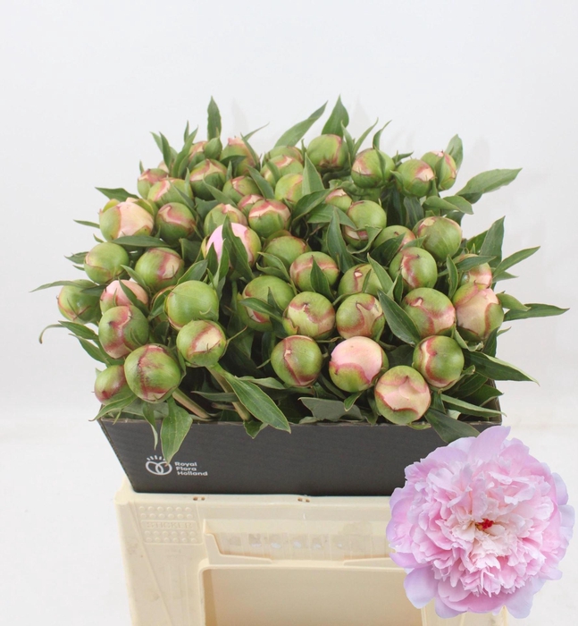 <h4>PAEONIA ALERTIE</h4>