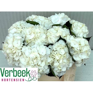 HYDR M WHITE VERENA