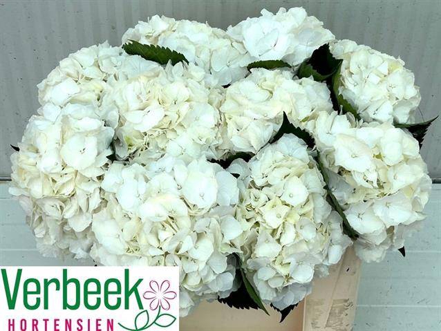 <h4>HYDR M WHITE VERENA</h4>