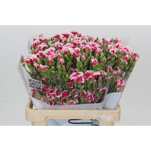 Dianthus Tr Symply Cherry