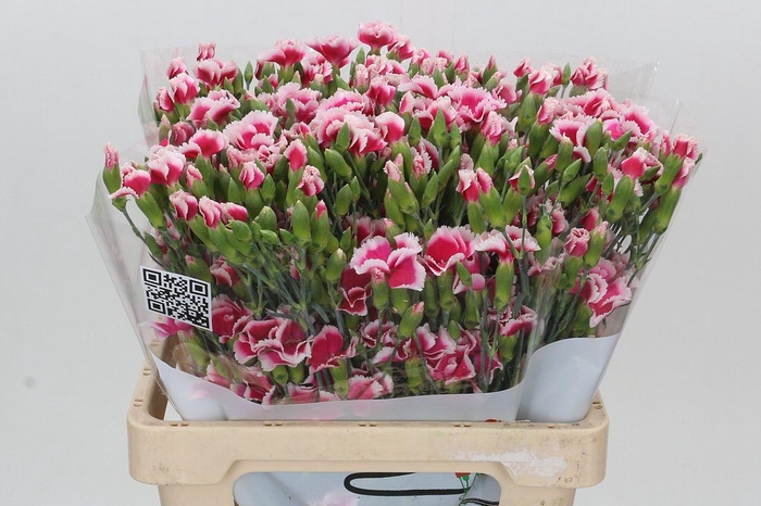 <h4>Dianthus Tr Symply Cherry</h4>