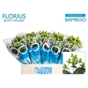 Hyp Coco Bamboo Green
