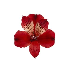 ALSTROEMERIA BAHIA 070 CM