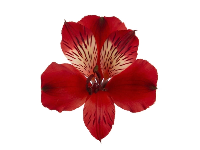 <h4>ALSTROEMERIA BAHIA 070 CM</h4>