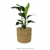 VASO IDO NATURAL D30 A27 IMP