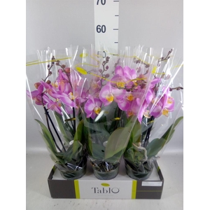 Phalaenopsis   ...rose