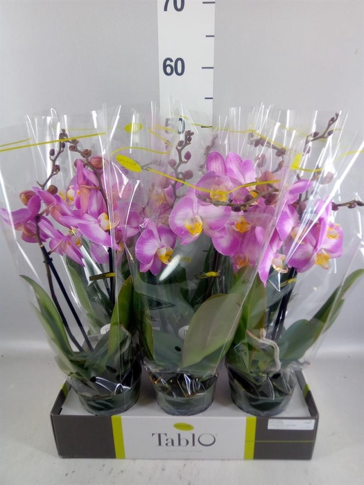 <h4>Phalaenopsis   ...rose</h4>