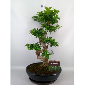 Ficus microcarpa 'Ginseng'