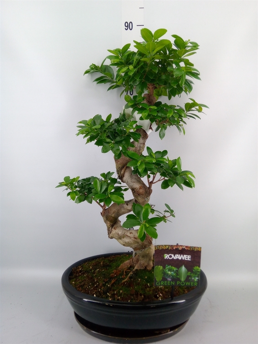 <h4>Ficus microcarpa 'Ginseng'</h4>