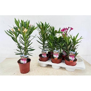 NERIUM OLEANDER MIX P14