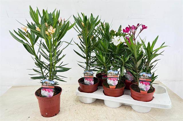 <h4>NERIUM OLEANDER MIX P14</h4>