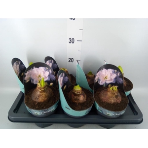 Hippeastrum DG 'White Amadeus'