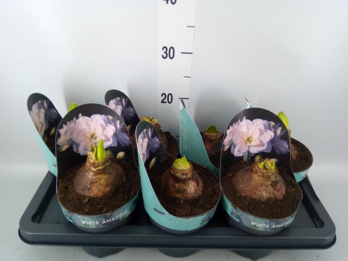 <h4>Hippeastrum DG 'White Amadeus'</h4>