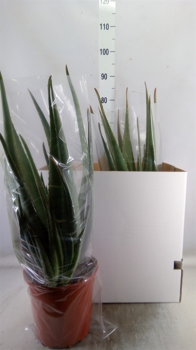 <h4>Aloe vera</h4>