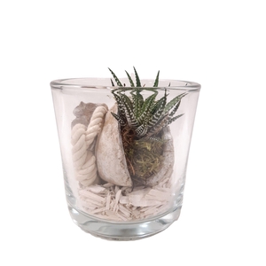 BNG14WHI Cil glas dik Haw+Buddha Nut + deco wit