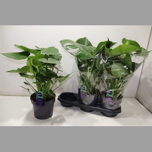Monstera Deliciosa