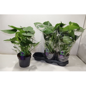 arr8 Monstera Deliciosa