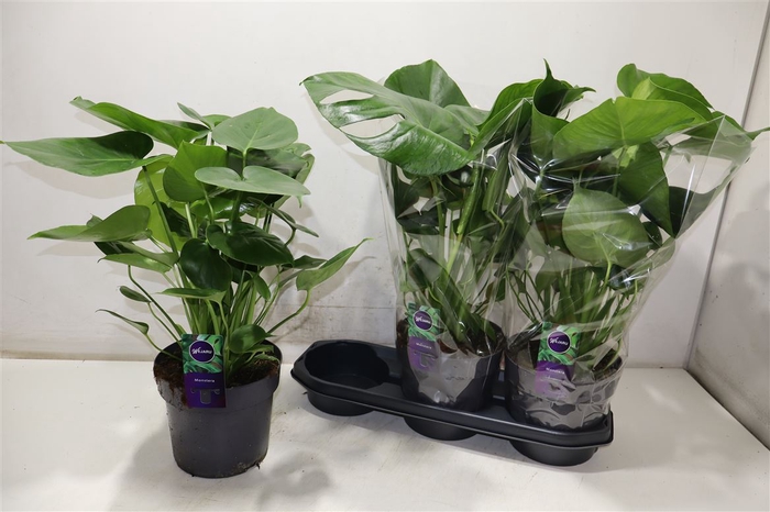 <h4>Monstera Deliciosa</h4>