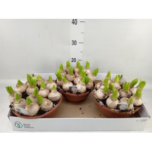 Hyacinthus orie. 'Pearl White'