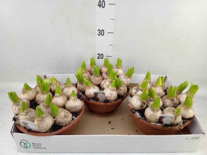 <h4>Hyacinthus orie. 'Pearl White'</h4>