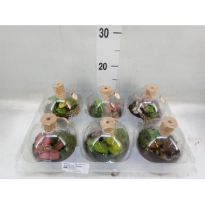 Arr.   Kamerplant Groen H%