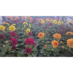 DAHLIA MIXK 5 KL