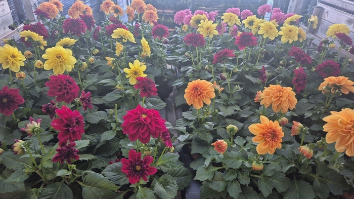 <h4>DAHLIA ROYAL GEM</h4>