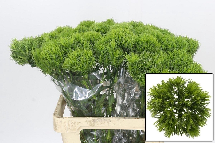 <h4>Di Barb Kiwi Mellow</h4>