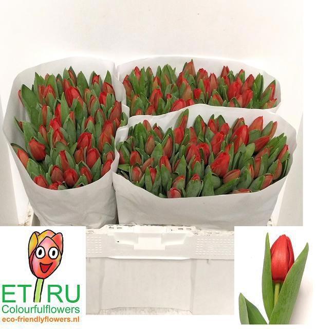 <h4>TU EN ESCAPE</h4>