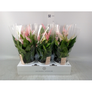 Anthurium andr. 'Lilli'