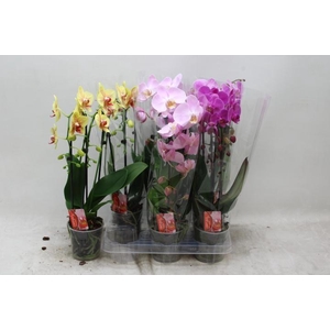 PHAL EL CASCADE