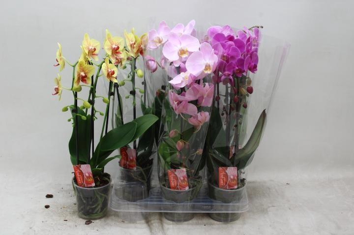 <h4>PHAL EL CASCADE</h4>