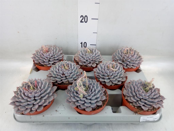 <h4>Echeveria cuspidata</h4>