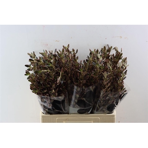 Coprosma Pink