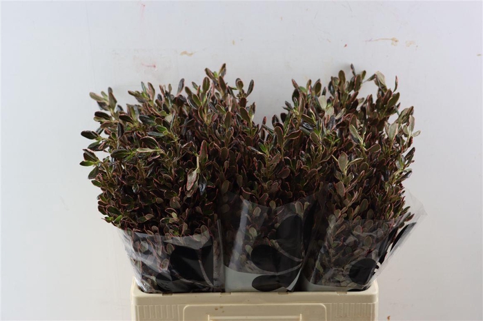 <h4>Coprosma Pink</h4>