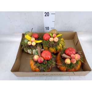 Cucurbita