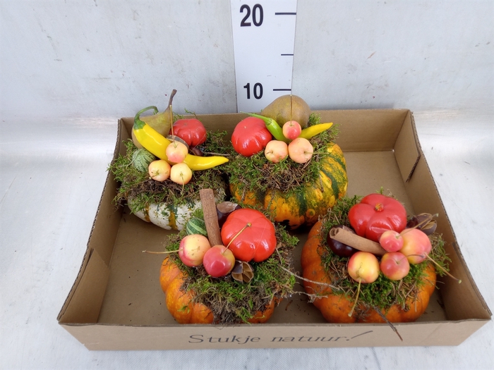 <h4>Cucurbita</h4>